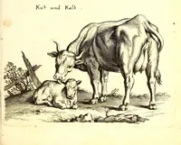 An illustration from Historiae naturalis de quadrupetibus libri : cum aeneis figuris; [Historiae naturalis de serpentibus libri II ; Historiae naturalis de insectis libri III ; Historiae naturalis de exanguibus aquaticis libri IV ; Historiae naturalis de piscibus et cetis libri V ; Historiae naturalis de avibus libri VI] (1650)