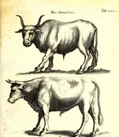 An illustration from Historiae naturalis de quadrupetibus libri : cum aeneis figuris; [Historiae naturalis de serpentibus libri II ; Historiae naturalis de insectis libri III ; Historiae naturalis de exanguibus aquaticis libri IV ; Historiae naturalis de piscibus et cetis libri V ; Historiae naturalis de avibus libri VI] (1650)