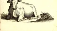 An illustration from Historiae naturalis de quadrupetibus libri : cum aeneis figuris; [Historiae naturalis de serpentibus libri II ; Historiae naturalis de insectis libri III ; Historiae naturalis de exanguibus aquaticis libri IV ; Historiae naturalis de piscibus et cetis libri V ; Historiae naturalis de avibus libri VI] (1650)