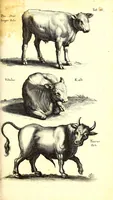 An illustration from Historiae naturalis de quadrupetibus libri : cum aeneis figuris; [Historiae naturalis de serpentibus libri II ; Historiae naturalis de insectis libri III ; Historiae naturalis de exanguibus aquaticis libri IV ; Historiae naturalis de piscibus et cetis libri V ; Historiae naturalis de avibus libri VI] (1650)