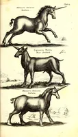 An illustration from Historiae naturalis de quadrupetibus libri : cum aeneis figuris; [Historiae naturalis de serpentibus libri II ; Historiae naturalis de insectis libri III ; Historiae naturalis de exanguibus aquaticis libri IV ; Historiae naturalis de piscibus et cetis libri V ; Historiae naturalis de avibus libri VI] (1650)