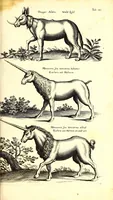 An illustration from Historiae naturalis de quadrupetibus libri : cum aeneis figuris; [Historiae naturalis de serpentibus libri II ; Historiae naturalis de insectis libri III ; Historiae naturalis de exanguibus aquaticis libri IV ; Historiae naturalis de piscibus et cetis libri V ; Historiae naturalis de avibus libri VI] (1650)