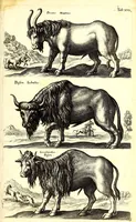 An illustration from Historiae naturalis de quadrupetibus libri : cum aeneis figuris; [Historiae naturalis de serpentibus libri II ; Historiae naturalis de insectis libri III ; Historiae naturalis de exanguibus aquaticis libri IV ; Historiae naturalis de piscibus et cetis libri V ; Historiae naturalis de avibus libri VI] (1650)