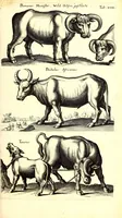 An illustration from Historiae naturalis de quadrupetibus libri : cum aeneis figuris; [Historiae naturalis de serpentibus libri II ; Historiae naturalis de insectis libri III ; Historiae naturalis de exanguibus aquaticis libri IV ; Historiae naturalis de piscibus et cetis libri V ; Historiae naturalis de avibus libri VI] (1650)