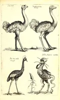 An illustration from Historiae naturalis de quadrupetibus libri : cum aeneis figuris; [Historiae naturalis de serpentibus libri II ; Historiae naturalis de insectis libri III ; Historiae naturalis de exanguibus aquaticis libri IV ; Historiae naturalis de piscibus et cetis libri V ; Historiae naturalis de avibus libri VI] (1650)