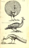 An illustration from Historiae naturalis de quadrupetibus libri : cum aeneis figuris; [Historiae naturalis de serpentibus libri II ; Historiae naturalis de insectis libri III ; Historiae naturalis de exanguibus aquaticis libri IV ; Historiae naturalis de piscibus et cetis libri V ; Historiae naturalis de avibus libri VI] (1650)