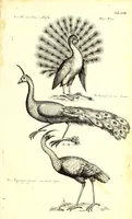 An illustration from Historiae naturalis de quadrupetibus libri : cum aeneis figuris; [Historiae naturalis de serpentibus libri II ; Historiae naturalis de insectis libri III ; Historiae naturalis de exanguibus aquaticis libri IV ; Historiae naturalis de piscibus et cetis libri V ; Historiae naturalis de avibus libri VI] (1650)