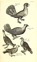 An illustration from Historiae naturalis de quadrupetibus libri : cum aeneis figuris; [Historiae naturalis de serpentibus libri II ; Historiae naturalis de insectis libri III ; Historiae naturalis de exanguibus aquaticis libri IV ; Historiae naturalis de piscibus et cetis libri V ; Historiae naturalis de avibus libri VI] (1650)