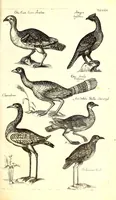 An illustration from Historiae naturalis de quadrupetibus libri : cum aeneis figuris; [Historiae naturalis de serpentibus libri II ; Historiae naturalis de insectis libri III ; Historiae naturalis de exanguibus aquaticis libri IV ; Historiae naturalis de piscibus et cetis libri V ; Historiae naturalis de avibus libri VI] (1650)