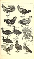 An illustration from Historiae naturalis de quadrupetibus libri : cum aeneis figuris; [Historiae naturalis de serpentibus libri II ; Historiae naturalis de insectis libri III ; Historiae naturalis de exanguibus aquaticis libri IV ; Historiae naturalis de piscibus et cetis libri V ; Historiae naturalis de avibus libri VI] (1650)