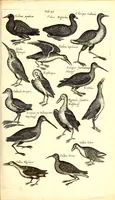 An illustration from Historiae naturalis de quadrupetibus libri : cum aeneis figuris; [Historiae naturalis de serpentibus libri II ; Historiae naturalis de insectis libri III ; Historiae naturalis de exanguibus aquaticis libri IV ; Historiae naturalis de piscibus et cetis libri V ; Historiae naturalis de avibus libri VI] (1650)