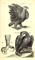 An illustration from Historiae naturalis de quadrupetibus libri : cum aeneis figuris; [Historiae naturalis de serpentibus libri II ; Historiae naturalis de insectis libri III ; Historiae naturalis de exanguibus aquaticis libri IV ; Historiae naturalis de piscibus et cetis libri V ; Historiae naturalis de avibus libri VI] (1650)