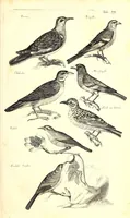 An illustration from Historiae naturalis de quadrupetibus libri : cum aeneis figuris; [Historiae naturalis de serpentibus libri II ; Historiae naturalis de insectis libri III ; Historiae naturalis de exanguibus aquaticis libri IV ; Historiae naturalis de piscibus et cetis libri V ; Historiae naturalis de avibus libri VI] (1650)