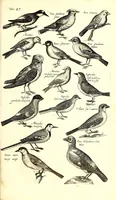 An illustration from Historiae naturalis de quadrupetibus libri : cum aeneis figuris; [Historiae naturalis de serpentibus libri II ; Historiae naturalis de insectis libri III ; Historiae naturalis de exanguibus aquaticis libri IV ; Historiae naturalis de piscibus et cetis libri V ; Historiae naturalis de avibus libri VI] (1650)