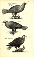 An illustration from Historiae naturalis de quadrupetibus libri : cum aeneis figuris; [Historiae naturalis de serpentibus libri II ; Historiae naturalis de insectis libri III ; Historiae naturalis de exanguibus aquaticis libri IV ; Historiae naturalis de piscibus et cetis libri V ; Historiae naturalis de avibus libri VI] (1650)