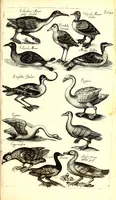 An illustration from Historiae naturalis de quadrupetibus libri : cum aeneis figuris; [Historiae naturalis de serpentibus libri II ; Historiae naturalis de insectis libri III ; Historiae naturalis de exanguibus aquaticis libri IV ; Historiae naturalis de piscibus et cetis libri V ; Historiae naturalis de avibus libri VI] (1650)