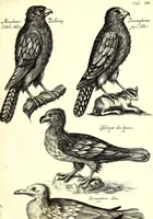 An illustration from Historiae naturalis de quadrupetibus libri : cum aeneis figuris; [Historiae naturalis de serpentibus libri II ; Historiae naturalis de insectis libri III ; Historiae naturalis de exanguibus aquaticis libri IV ; Historiae naturalis de piscibus et cetis libri V ; Historiae naturalis de avibus libri VI] (1650)