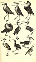 An illustration from Historiae naturalis de quadrupetibus libri : cum aeneis figuris; [Historiae naturalis de serpentibus libri II ; Historiae naturalis de insectis libri III ; Historiae naturalis de exanguibus aquaticis libri IV ; Historiae naturalis de piscibus et cetis libri V ; Historiae naturalis de avibus libri VI] (1650)