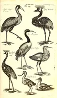 An illustration from Historiae naturalis de quadrupetibus libri : cum aeneis figuris; [Historiae naturalis de serpentibus libri II ; Historiae naturalis de insectis libri III ; Historiae naturalis de exanguibus aquaticis libri IV ; Historiae naturalis de piscibus et cetis libri V ; Historiae naturalis de avibus libri VI] (1650)