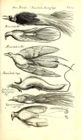 Picture 68 of 78 from Historiae naturalis de quadrupetibus libri : cum aeneis figuris; [Historiae naturalis de serpentibus libri II ; Historiae naturalis de insectis libri III ; Historiae naturalis de exanguibus aquaticis libri IV ; Historiae naturalis de piscibus et cetis libri V ; Historiae naturalis de avibus libri VI] (1650), leaf 284