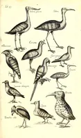 An illustration from Historiae naturalis de quadrupetibus libri : cum aeneis figuris; [Historiae naturalis de serpentibus libri II ; Historiae naturalis de insectis libri III ; Historiae naturalis de exanguibus aquaticis libri IV ; Historiae naturalis de piscibus et cetis libri V ; Historiae naturalis de avibus libri VI] (1650)