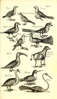 An illustration from Historiae naturalis de quadrupetibus libri : cum aeneis figuris; [Historiae naturalis de serpentibus libri II ; Historiae naturalis de insectis libri III ; Historiae naturalis de exanguibus aquaticis libri IV ; Historiae naturalis de piscibus et cetis libri V ; Historiae naturalis de avibus libri VI] (1650)