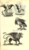 An illustration from Historiae naturalis de quadrupetibus libri : cum aeneis figuris; [Historiae naturalis de serpentibus libri II ; Historiae naturalis de insectis libri III ; Historiae naturalis de exanguibus aquaticis libri IV ; Historiae naturalis de piscibus et cetis libri V ; Historiae naturalis de avibus libri VI] (1650)