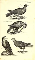 An illustration from Historiae naturalis de quadrupetibus libri : cum aeneis figuris; [Historiae naturalis de serpentibus libri II ; Historiae naturalis de insectis libri III ; Historiae naturalis de exanguibus aquaticis libri IV ; Historiae naturalis de piscibus et cetis libri V ; Historiae naturalis de avibus libri VI] (1650)