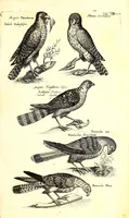 An illustration from Historiae naturalis de quadrupetibus libri : cum aeneis figuris; [Historiae naturalis de serpentibus libri II ; Historiae naturalis de insectis libri III ; Historiae naturalis de exanguibus aquaticis libri IV ; Historiae naturalis de piscibus et cetis libri V ; Historiae naturalis de avibus libri VI] (1650)