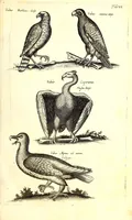 An illustration from Historiae naturalis de quadrupetibus libri : cum aeneis figuris; [Historiae naturalis de serpentibus libri II ; Historiae naturalis de insectis libri III ; Historiae naturalis de exanguibus aquaticis libri IV ; Historiae naturalis de piscibus et cetis libri V ; Historiae naturalis de avibus libri VI] (1650)