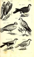 An illustration from Historiae naturalis de quadrupetibus libri : cum aeneis figuris; [Historiae naturalis de serpentibus libri II ; Historiae naturalis de insectis libri III ; Historiae naturalis de exanguibus aquaticis libri IV ; Historiae naturalis de piscibus et cetis libri V ; Historiae naturalis de avibus libri VI] (1650)