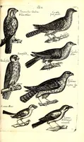 An illustration from Historiae naturalis de quadrupetibus libri : cum aeneis figuris; [Historiae naturalis de serpentibus libri II ; Historiae naturalis de insectis libri III ; Historiae naturalis de exanguibus aquaticis libri IV ; Historiae naturalis de piscibus et cetis libri V ; Historiae naturalis de avibus libri VI] (1650)