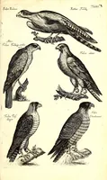 An illustration from Historiae naturalis de quadrupetibus libri : cum aeneis figuris; [Historiae naturalis de serpentibus libri II ; Historiae naturalis de insectis libri III ; Historiae naturalis de exanguibus aquaticis libri IV ; Historiae naturalis de piscibus et cetis libri V ; Historiae naturalis de avibus libri VI] (1650)
