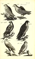 An illustration from Historiae naturalis de quadrupetibus libri : cum aeneis figuris; [Historiae naturalis de serpentibus libri II ; Historiae naturalis de insectis libri III ; Historiae naturalis de exanguibus aquaticis libri IV ; Historiae naturalis de piscibus et cetis libri V ; Historiae naturalis de avibus libri VI] (1650)