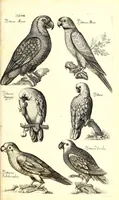 An illustration from Historiae naturalis de quadrupetibus libri : cum aeneis figuris; [Historiae naturalis de serpentibus libri II ; Historiae naturalis de insectis libri III ; Historiae naturalis de exanguibus aquaticis libri IV ; Historiae naturalis de piscibus et cetis libri V ; Historiae naturalis de avibus libri VI] (1650)