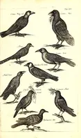 An illustration from Historiae naturalis de quadrupetibus libri : cum aeneis figuris; [Historiae naturalis de serpentibus libri II ; Historiae naturalis de insectis libri III ; Historiae naturalis de exanguibus aquaticis libri IV ; Historiae naturalis de piscibus et cetis libri V ; Historiae naturalis de avibus libri VI] (1650)