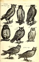 An illustration from Historiae naturalis de quadrupetibus libri : cum aeneis figuris; [Historiae naturalis de serpentibus libri II ; Historiae naturalis de insectis libri III ; Historiae naturalis de exanguibus aquaticis libri IV ; Historiae naturalis de piscibus et cetis libri V ; Historiae naturalis de avibus libri VI] (1650)