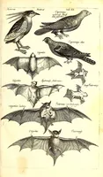 Picture 24 of 78 from Historiae naturalis de quadrupetibus libri : cum aeneis figuris; [Historiae naturalis de serpentibus libri II ; Historiae naturalis de insectis libri III ; Historiae naturalis de exanguibus aquaticis libri IV ; Historiae naturalis de piscibus et cetis libri V ; Historiae naturalis de avibus libri VI] (1650), leaf 96