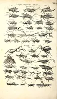An illustration from Historiae naturalis de quadrupetibus libri : cum aeneis figuris; [Historiae naturalis de serpentibus libri II ; Historiae naturalis de insectis libri III ; Historiae naturalis de exanguibus aquaticis libri IV ; Historiae naturalis de piscibus et cetis libri V ; Historiae naturalis de avibus libri VI] (1650)