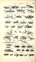 An illustration from Historiae naturalis de quadrupetibus libri : cum aeneis figuris; [Historiae naturalis de serpentibus libri II ; Historiae naturalis de insectis libri III ; Historiae naturalis de exanguibus aquaticis libri IV ; Historiae naturalis de piscibus et cetis libri V ; Historiae naturalis de avibus libri VI] (1650)