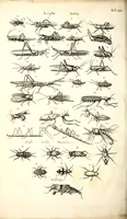 An illustration from Historiae naturalis de quadrupetibus libri : cum aeneis figuris; [Historiae naturalis de serpentibus libri II ; Historiae naturalis de insectis libri III ; Historiae naturalis de exanguibus aquaticis libri IV ; Historiae naturalis de piscibus et cetis libri V ; Historiae naturalis de avibus libri VI] (1650)