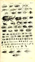 An illustration from Historiae naturalis de quadrupetibus libri : cum aeneis figuris; [Historiae naturalis de serpentibus libri II ; Historiae naturalis de insectis libri III ; Historiae naturalis de exanguibus aquaticis libri IV ; Historiae naturalis de piscibus et cetis libri V ; Historiae naturalis de avibus libri VI] (1650)
