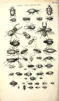 An illustration from Historiae naturalis de quadrupetibus libri : cum aeneis figuris; [Historiae naturalis de serpentibus libri II ; Historiae naturalis de insectis libri III ; Historiae naturalis de exanguibus aquaticis libri IV ; Historiae naturalis de piscibus et cetis libri V ; Historiae naturalis de avibus libri VI] (1650)