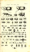 An illustration from Historiae naturalis de quadrupetibus libri : cum aeneis figuris; [Historiae naturalis de serpentibus libri II ; Historiae naturalis de insectis libri III ; Historiae naturalis de exanguibus aquaticis libri IV ; Historiae naturalis de piscibus et cetis libri V ; Historiae naturalis de avibus libri VI] (1650)