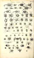 An illustration from Historiae naturalis de quadrupetibus libri : cum aeneis figuris; [Historiae naturalis de serpentibus libri II ; Historiae naturalis de insectis libri III ; Historiae naturalis de exanguibus aquaticis libri IV ; Historiae naturalis de piscibus et cetis libri V ; Historiae naturalis de avibus libri VI] (1650)