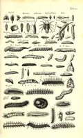 An illustration from Historiae naturalis de quadrupetibus libri : cum aeneis figuris; [Historiae naturalis de serpentibus libri II ; Historiae naturalis de insectis libri III ; Historiae naturalis de exanguibus aquaticis libri IV ; Historiae naturalis de piscibus et cetis libri V ; Historiae naturalis de avibus libri VI] (1650)