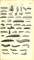 An illustration from Historiae naturalis de quadrupetibus libri : cum aeneis figuris; [Historiae naturalis de serpentibus libri II ; Historiae naturalis de insectis libri III ; Historiae naturalis de exanguibus aquaticis libri IV ; Historiae naturalis de piscibus et cetis libri V ; Historiae naturalis de avibus libri VI] (1650)