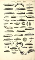 An illustration from Historiae naturalis de quadrupetibus libri : cum aeneis figuris; [Historiae naturalis de serpentibus libri II ; Historiae naturalis de insectis libri III ; Historiae naturalis de exanguibus aquaticis libri IV ; Historiae naturalis de piscibus et cetis libri V ; Historiae naturalis de avibus libri VI] (1650)