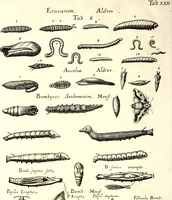 An illustration from Historiae naturalis de quadrupetibus libri : cum aeneis figuris; [Historiae naturalis de serpentibus libri II ; Historiae naturalis de insectis libri III ; Historiae naturalis de exanguibus aquaticis libri IV ; Historiae naturalis de piscibus et cetis libri V ; Historiae naturalis de avibus libri VI] (1650)