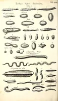 An illustration from Historiae naturalis de quadrupetibus libri : cum aeneis figuris; [Historiae naturalis de serpentibus libri II ; Historiae naturalis de insectis libri III ; Historiae naturalis de exanguibus aquaticis libri IV ; Historiae naturalis de piscibus et cetis libri V ; Historiae naturalis de avibus libri VI] (1650)